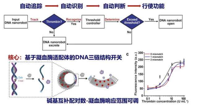 可自动识别血栓精准治疗，南京邮电大学研发 DNA“纳米递药机器”